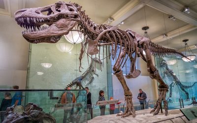 Najzanimljivije činjenice o dinosaurusima